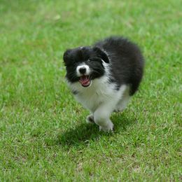 Border Collie Puppies from Shorewind Border Collies