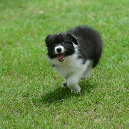 Border Collie Puppies from Shorewind Border Collies