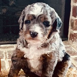 Bernedoodle Puppies from Black Barn Bernedoodles