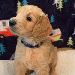 Boy 4 Navy Collar - Apricot Goldendoodle puppy in Spring, Texas from Spring Doodles