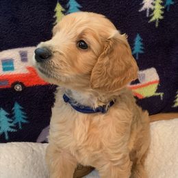 Boy 4 Navy Collar - Apricot Goldendoodle puppy in Spring, Texas from Spring Doodles