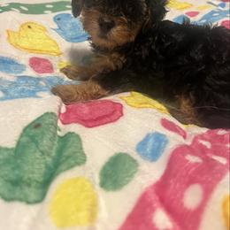Beatrice 2500 - Black and tan female Yorkipoo puppy in Gastonia, North Carolina from Dynasty Kennel