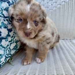 Pumpkin - female Toy Australian Shepherd puppy in Medical Lake, Washington from MAS Gone Rogue