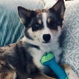 Lance - Pomsky