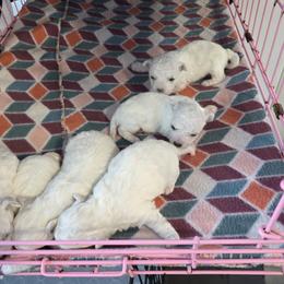 Bichon Frise puppies from Sweetwaterbichonfriseandpoodles.com