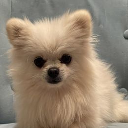 Jasmine - Pomeranian