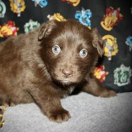 Kentucky - Red & white male Australian Shepherd puppy in El Dorado Springs, Missouri from HP Aussie Kennels