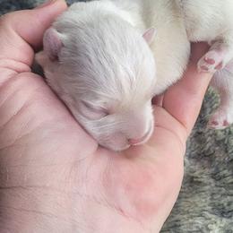 West Highland White Terrier puppies from Bloom Puppies
