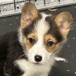 Tri Girl 1 - Black and tan female Pembroke Welsh Corgi puppy in Bay Area, California from MJ's Corgis