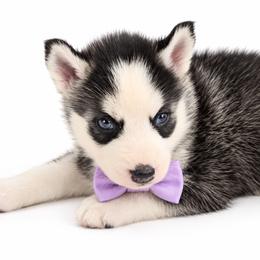 Nova - Black and white female Siberian Husky puppy in Elmwood Park, Illinois from Goldens&MiniAussiesWithFinesse