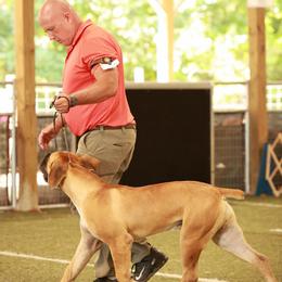 Bane - Fawn male Boerboel puppy in Flemingsburg, Kentucky from Aussgardian Boerboels