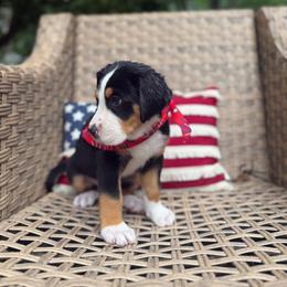 Sandy - Black, white and red female Greater Swiss Mountain Dog puppy in Chester, Illinois from Hilltop Swissys