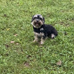 Cleo - Black female Morkie puppy in Mount Dora, Florida from Smart Farms