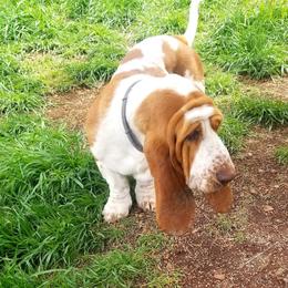 Basset Hounds from Robbs Ranch Bassets