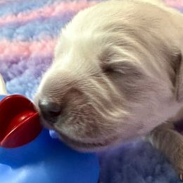 Mr Silver - Light golden Golden Retriever puppy in Denton, Texas from Farley Goldens