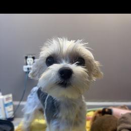 Mateo - Morkie