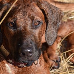 Rhodesian Ridgebacks from Msasa Rhodesian Ridgebacks