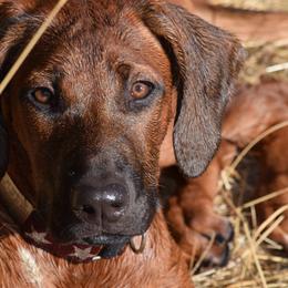 Rhodesian Ridgebacks from Msasa Rhodesian Ridgebacks