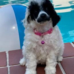 Ms. Charlotte Tilbury - Parti female Poodle puppy in Gainesville, Florida from Pipsqueak Mansion Poodles