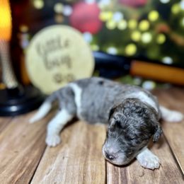 Merle Parti male 1 - Merle male Labradoodle puppy in Kingston, Georgia from CC Familydoodles