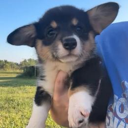 Lainey - Black and white female American Corgi puppy in Payson, Illinois from Creek Farm Corgis