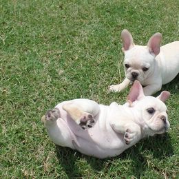 French Bulldog Puppies from Fancibul French Bulldogs