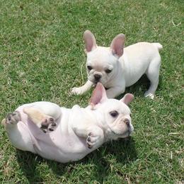 French Bulldog Puppies from Fancibul French Bulldogs