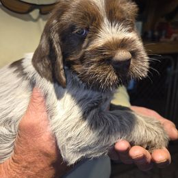 Girl 2 - female Wirehaired Pointing Griffon puppy in Flagstaff, Arizona from Agassiz Wirehaired Pointing Griffons