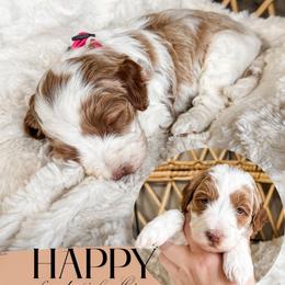 Happy - Parti female Goldendoodle puppy in Brookville, Pennsylvania from Woodland Mountain Doodles