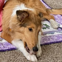 Collies from Country Collies