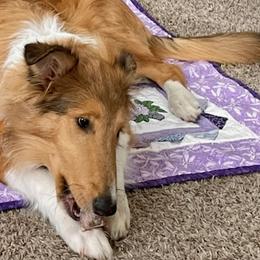 Collies from Country Collies