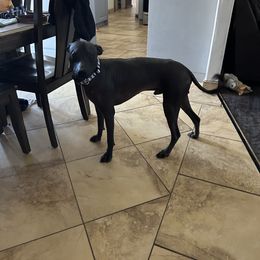 Anakin - Xoloitzcuintli