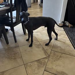 Anakin - Xoloitzcuintli
