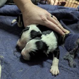 Australian Shepherd and Great Dane Puppies from AEW Farm