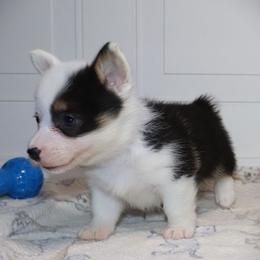 AKC Pink ID Girl - Black and tan female Pembroke Welsh Corgi puppy in Ash Flat, Arkansas from Arkansas Corgis