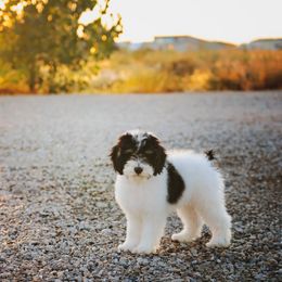 Bernedoodle, Goldendoodle, Poodle, and Sheepadoodle Puppies from Northwest Pups