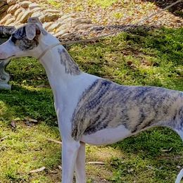Whippets from Sonsteby