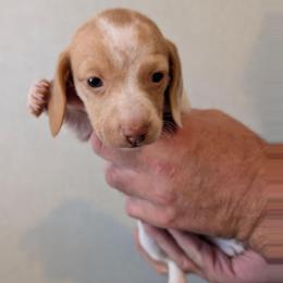 Scout - Piebald female Dachshund puppy in Marshall, Texas from Wilson's Kennels