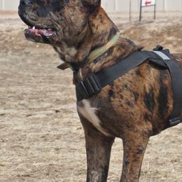 Molosser (Bully x)s from Miscela Molossers