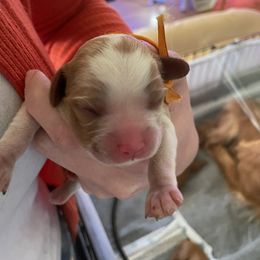 Cavalier King Charles Spaniel Puppies from Colorful Cavaliers