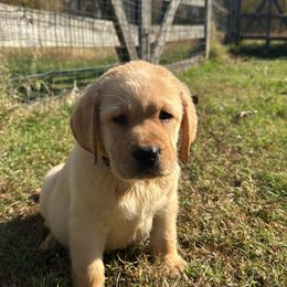 Boy 3 - Yellow male Labrador Retriever puppy in Camden, Tennessee from Pure Heaven Labs