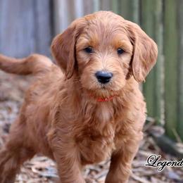 Legend - Standard F1B - Red  male Goldendoodle puppy in Lebanon, Missouri from Knapp's Paw Prints