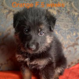 Orange collar girl - Black and red female German Shepherd puppy in Coleta, Illinois from Four Leaf Farm- Vom Vierblättriges Bauernhof