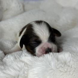 Boy 5 - Red and white male Shih Tzu puppy in New York, New York from Falling Star