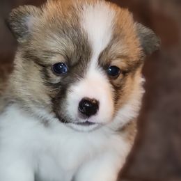 Pembroke Welsh Corgis from Lindsey Martin