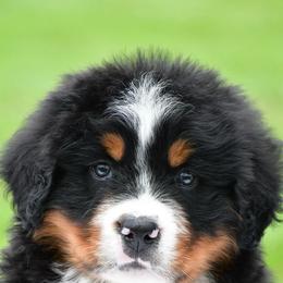 Rocket - Black rust and white male Bernese Mountain Dog puppy in Millersburg, California from Smith Farms and Kennels