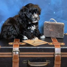 Desi - Black and white male Havanese puppy in Salt Lake City, Utah from Steal Your Heart Havanese
