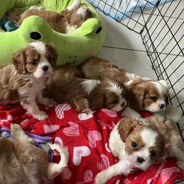 Cavalier King Charles Spaniel puppies from Cynthia's Cavaliers