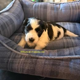 Willum - Black and white male Havanese puppy in Hudson, New York from Havanese of Claverack and Hudson Valley Labradors