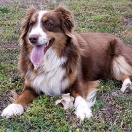 Marley - Miniature Australian Shepherd